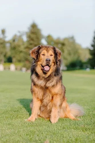 Ein Tibetmastiff sitzt stolz auf grünem Gras – Ausstrahlung von Stärke und Ruhe