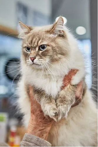 Niedliches Britisch-Kurzhaar-Kätzchen liegt auf einer Decke und streckt sich verspielt im Sonnenlicht
