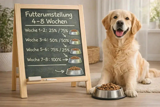 Reico Futter Umstellung – Dauer 4–8 Wochen & Tipps - iljoke