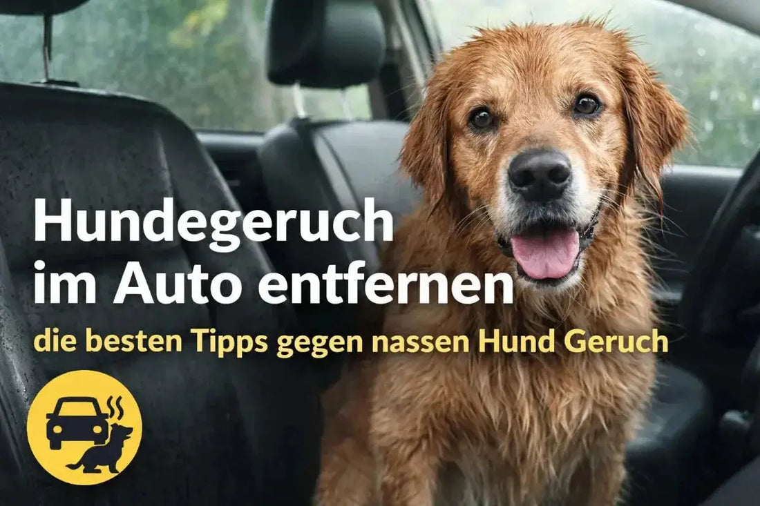 Hundegeruch im Auto entfernen