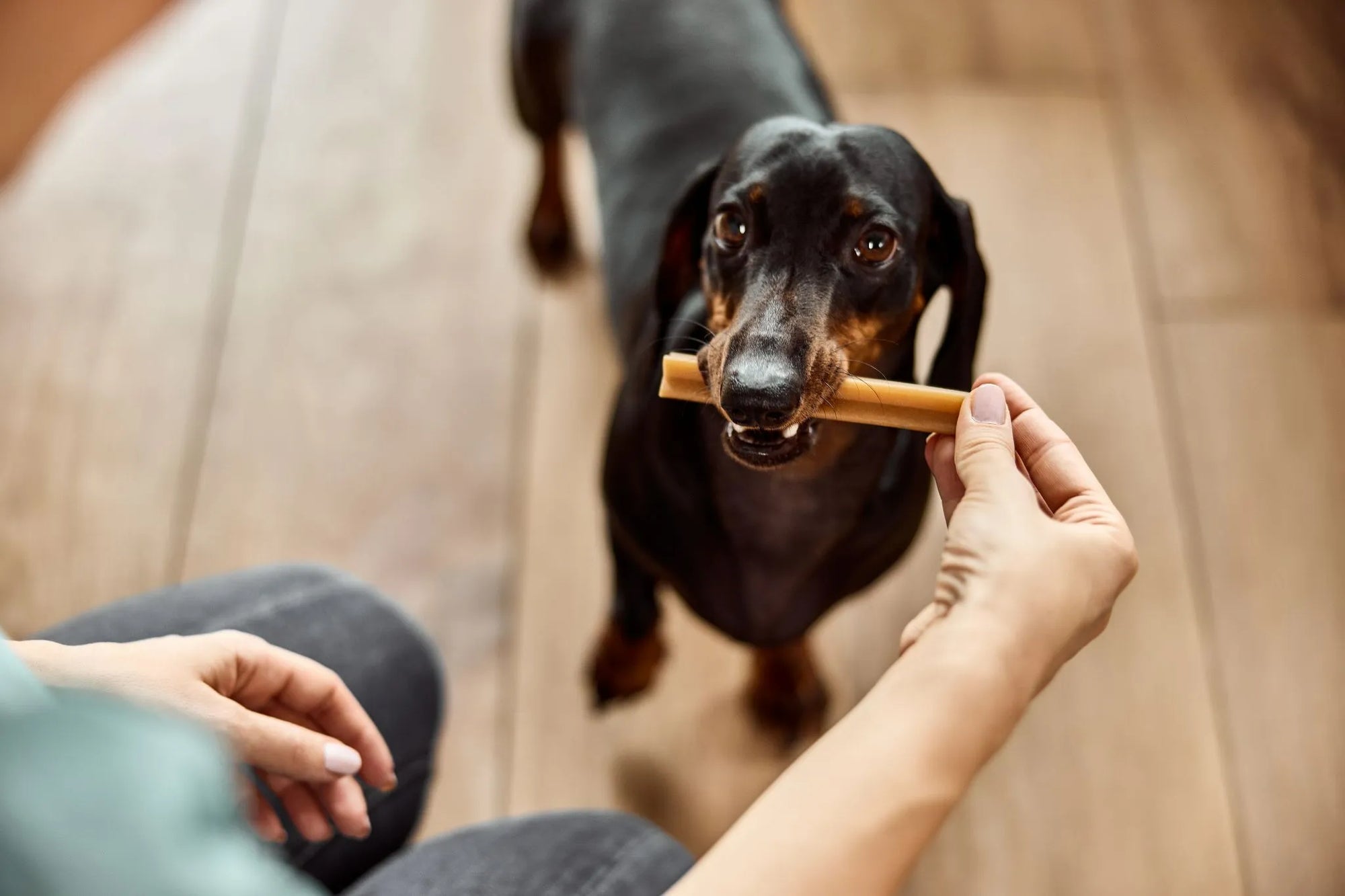 Dackel bekommt einen natürlichen Kausnack als Belohnung – Symbol für gesunde Hundesnacks und artgerechte Ernährung.