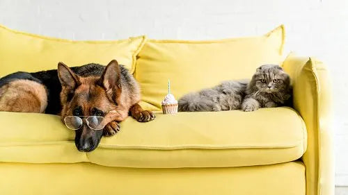 Ein Schäferhund mit Brille und eine Katze liegen entspannt zusammen auf einem gelben Sofa.