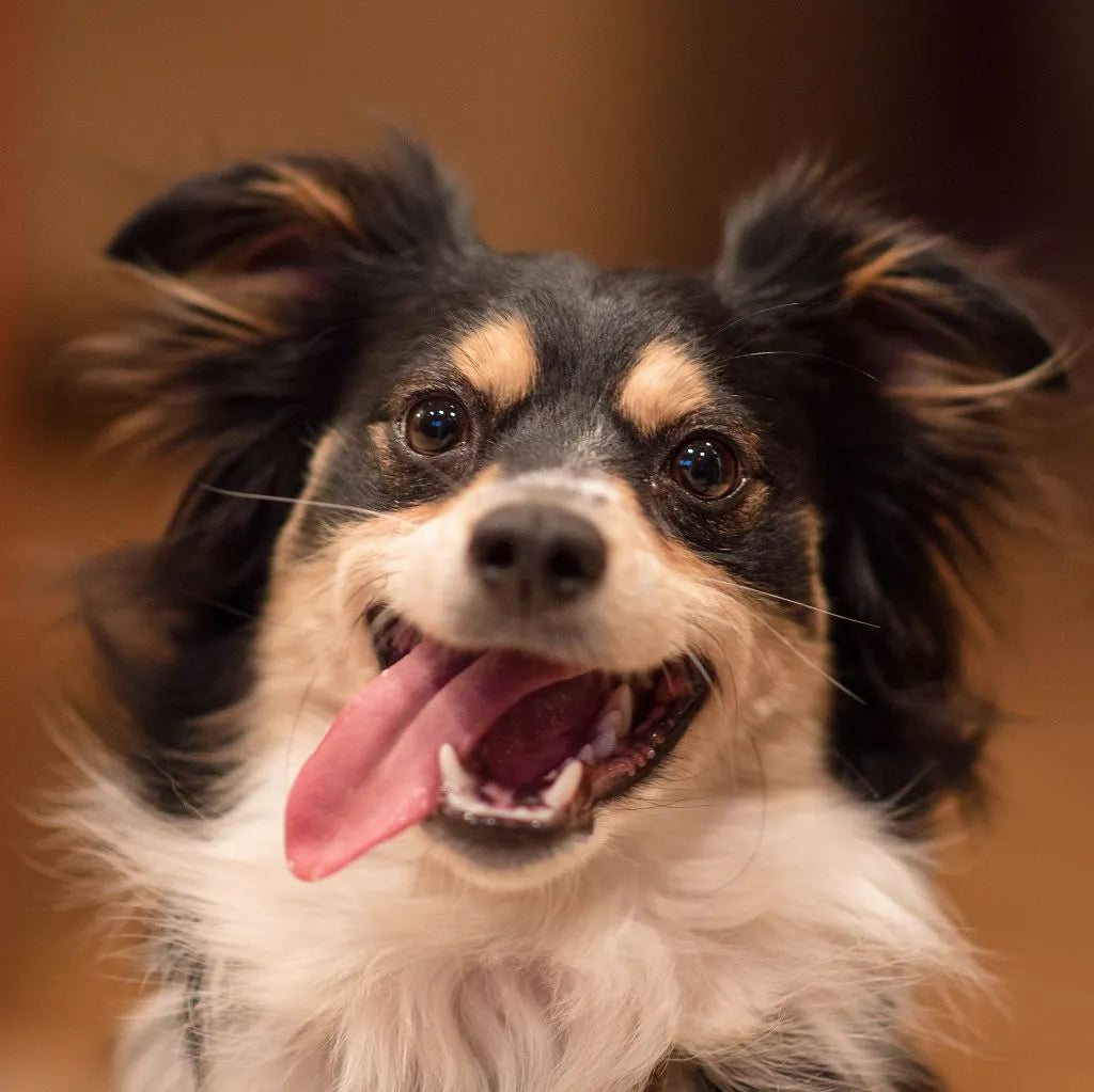 Frohlicher Hund Nahaufnahme Hund mit heraushangender Zunge