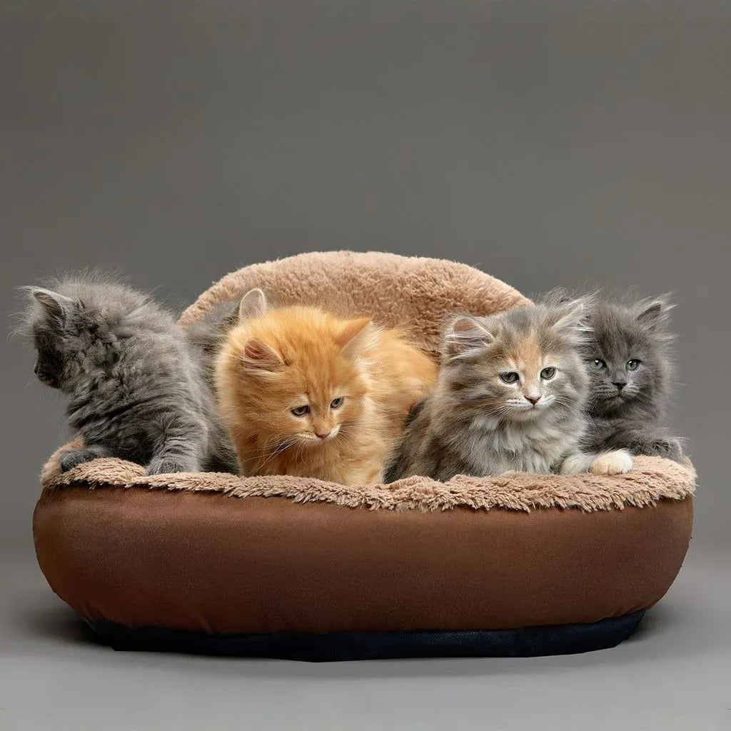 Gemutliches Katzenbett gesundes Katzenfutter
