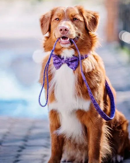 Hund sitzt draußen mit einer lila Leine im Maul, bereit für den Spaziergang.