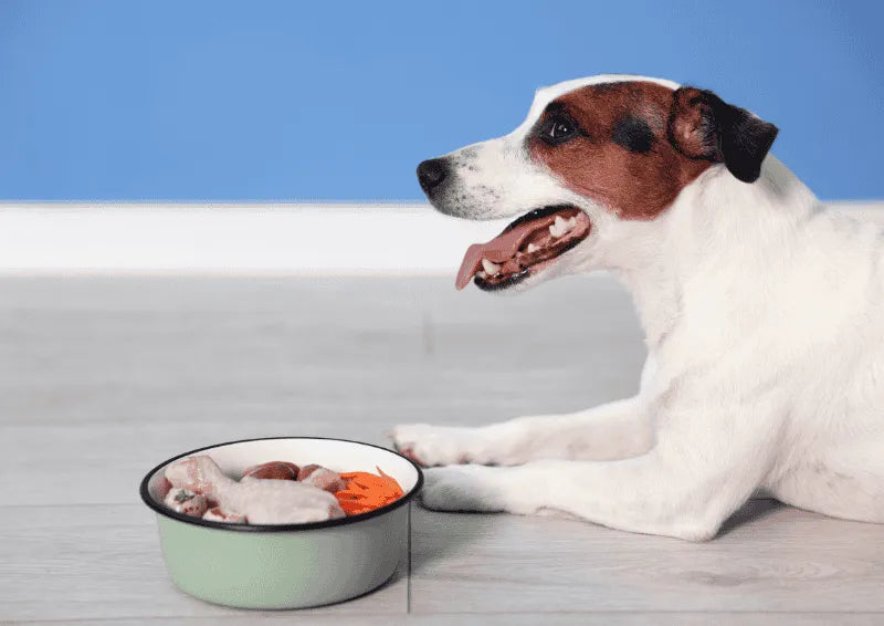 Ein Hund liegt vor einem Futternapf mit natürlichem Futter und schaut aufmerksam zur Seite.