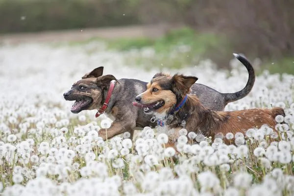Zwei Hunde rennen voller Energie durch eine Wiese mit Pusteblumen; perfekt für aktive Hundefutter- und Outdoor-Themen.