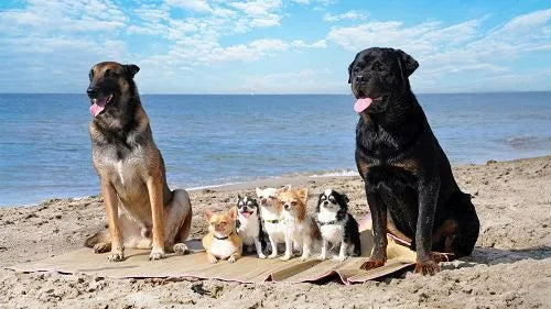Mehrere Hunde unterschiedlicher Rassen sitzen gemeinsam am Strand mit Meerblick.