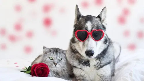 Ein Husky mit herzförmiger Sonnenbrille sitzt neben einer grauen Katze und einer Rose.