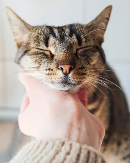 Katze wird am Kinn gekrault und schließt entspannt die Augen.