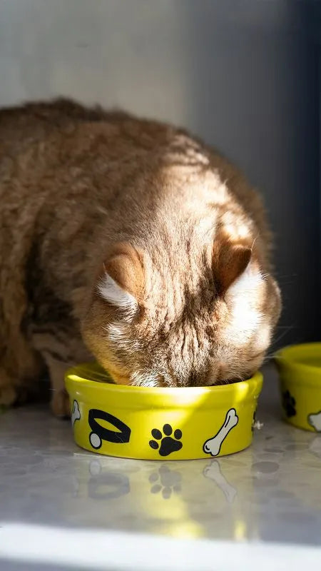 Katze frisst aus einem gelben Napf mit Pfoten- und Knochenmotiven.