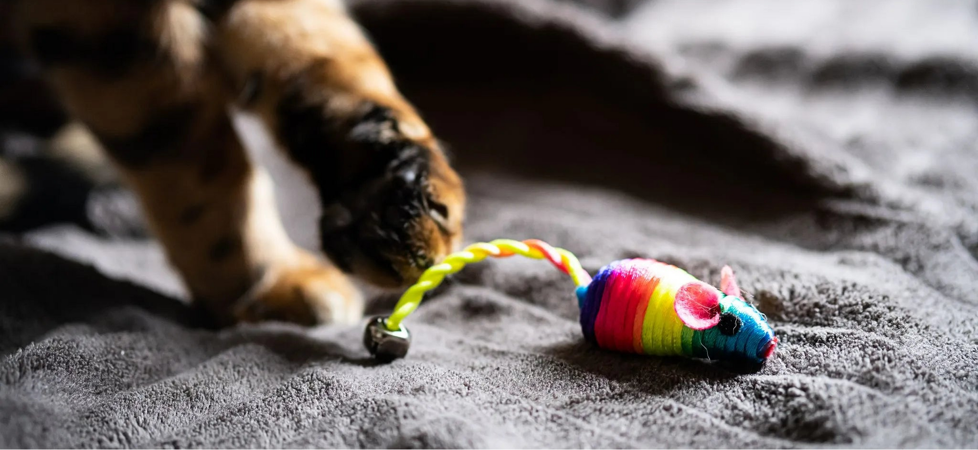 Verspielte Katze jagt eine bunte Stoffmaus auf einer Decke – steht für nachhaltiges Katzenspielzeug und aktive Beschäftigung.