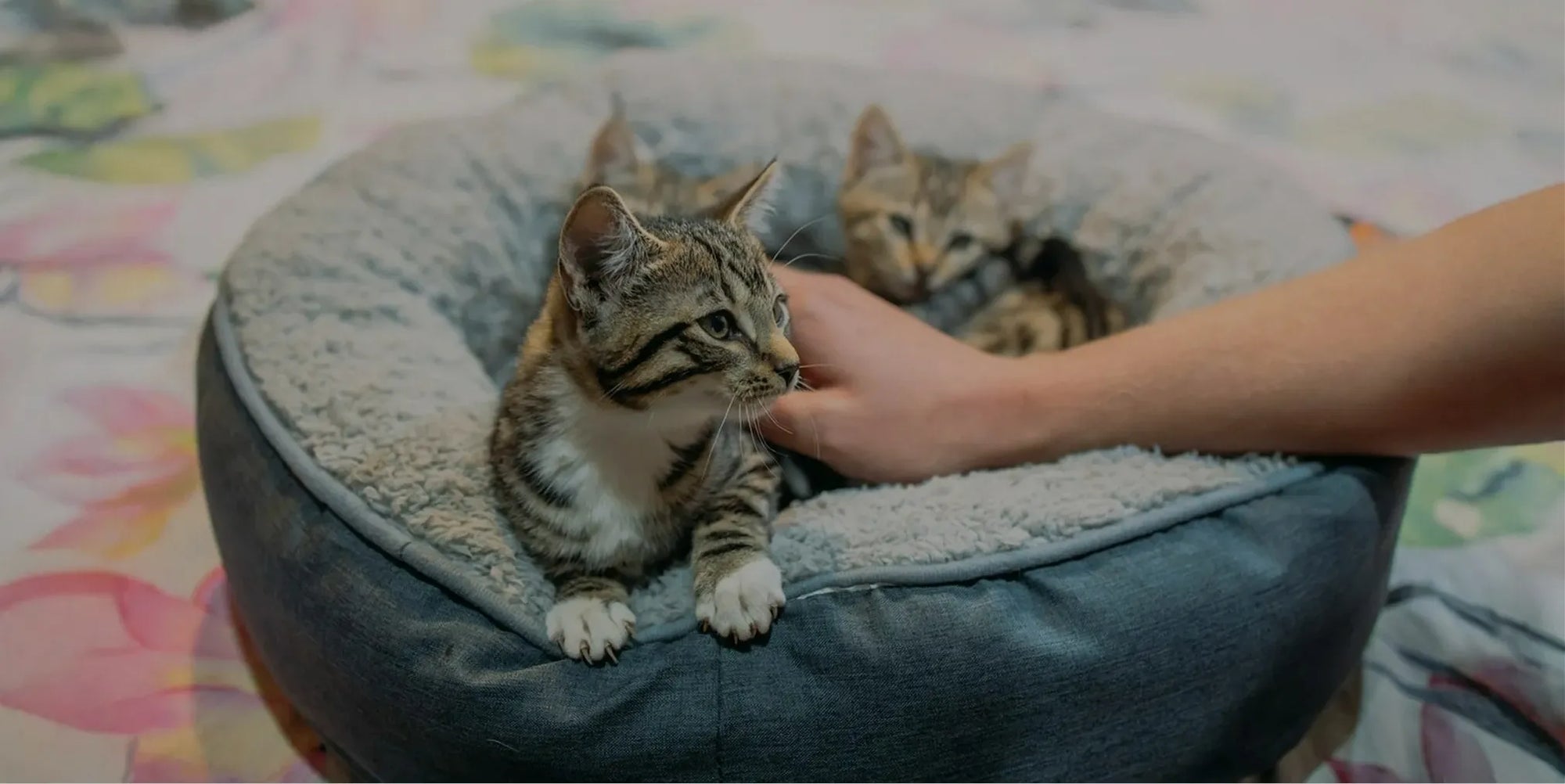 Zwei Katzen im grauen Kuschelbett genießen Zuwendung – Symbol für naturbelassene Tiernahrung und Wohlbefinden