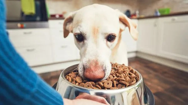 Gelber Labrador riecht an einem Napf voller Hundefutter in der Küche; geeignet für Futterberatung und Tiernahrung.