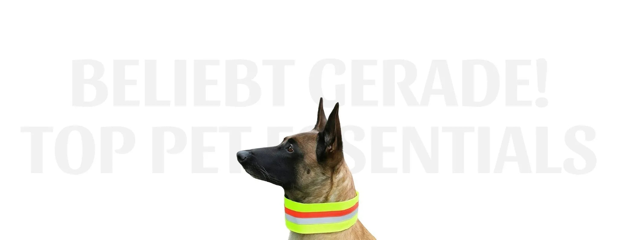 Reflektierendes Hunde Halsband Hohe Sichtbarkeit fur Sicherheit
