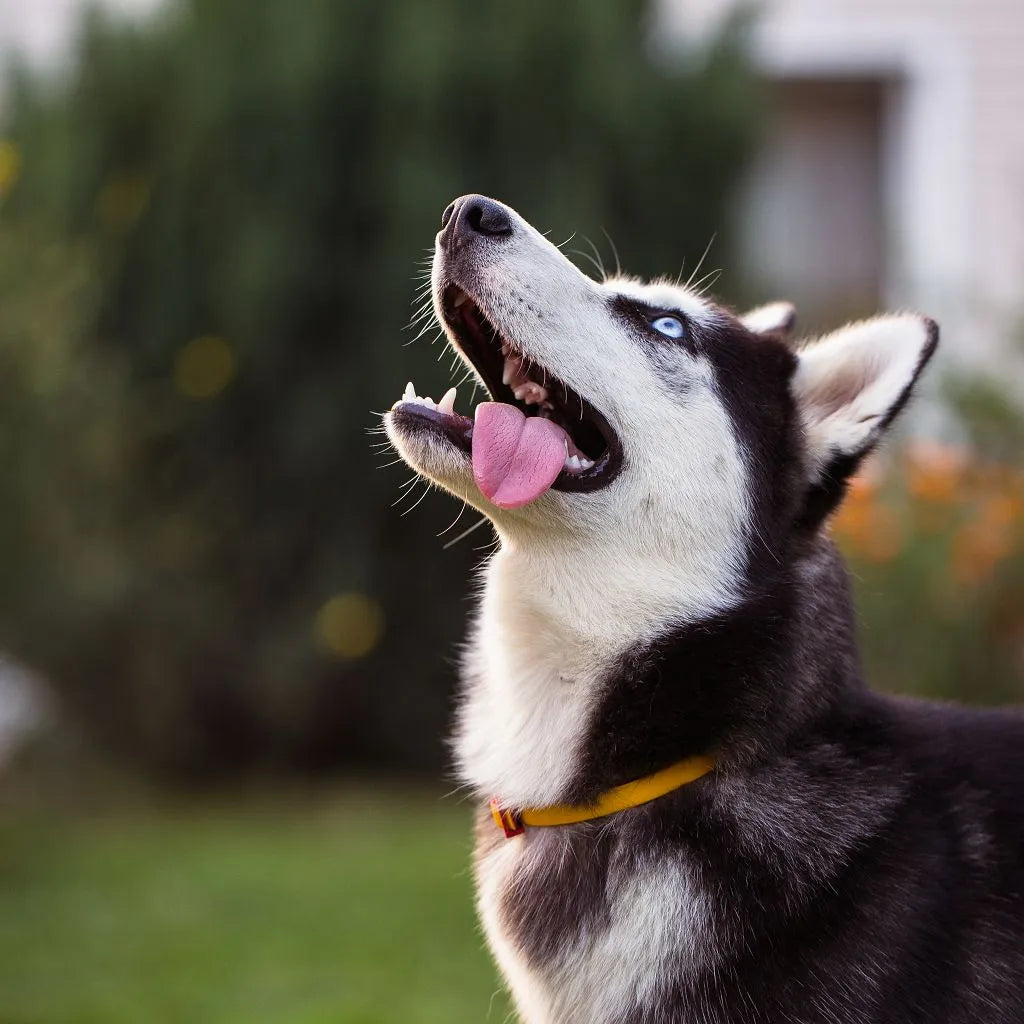 Siberian Husky mit blauem Auge, der draußen nach oben schaut; ideal für Hundetraining- und Hundefutter-Themen.