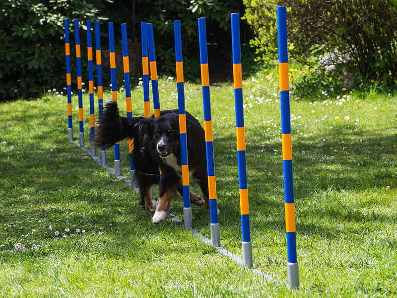 Slalom Agility-Stangen Florian