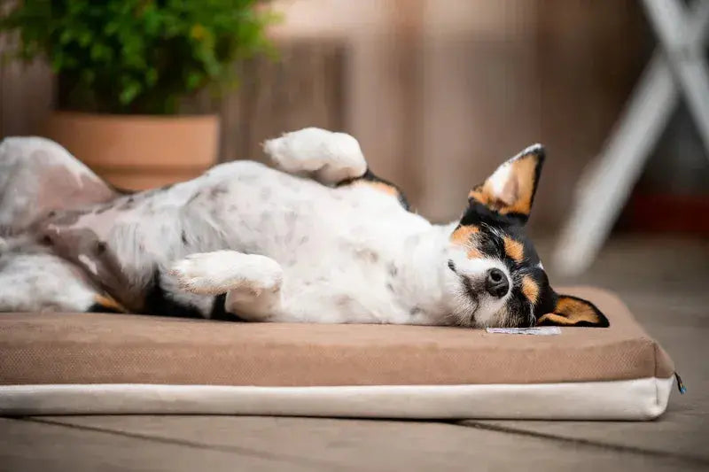 Hundeliegematte JOKKMOKK Alltid iljoke