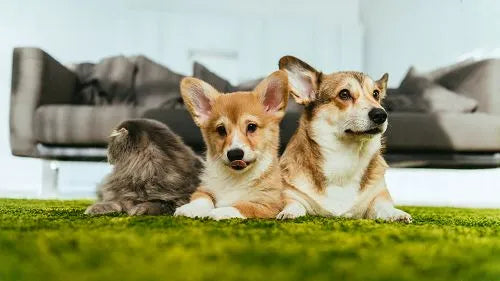 Zwei Corgi-Welpen und eine flauschige Katze liegen gemeinsam auf einem grünen Teppich.