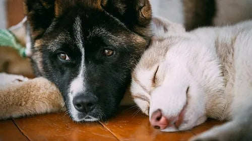 Zwei Hunde liegen eng nebeneinander, einer wach und einer schlafend, in ruhiger Atmosphäre.