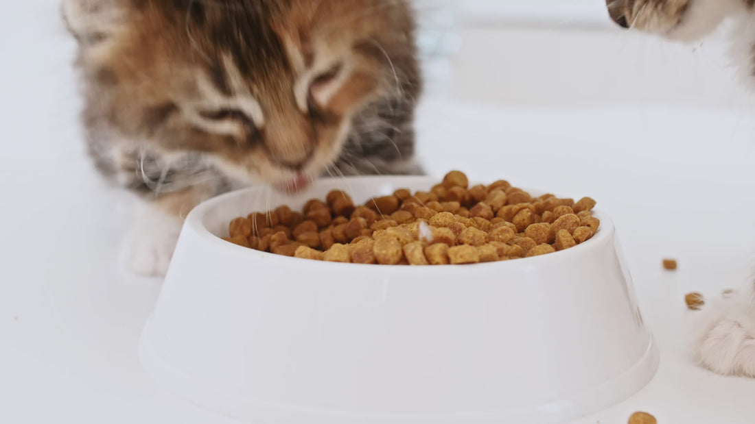 Getigerte Kätzchen beim Fressen von Trockenfutter