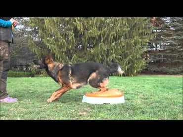 Gymnic® Disco Dome – Balance-& Koordinationstrainer für Hunde