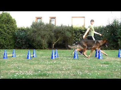 Cavaletti-Steckhürden-Set für Hunde – Koordination & Körpergefühl